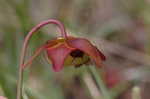 Parrot pitcherplant